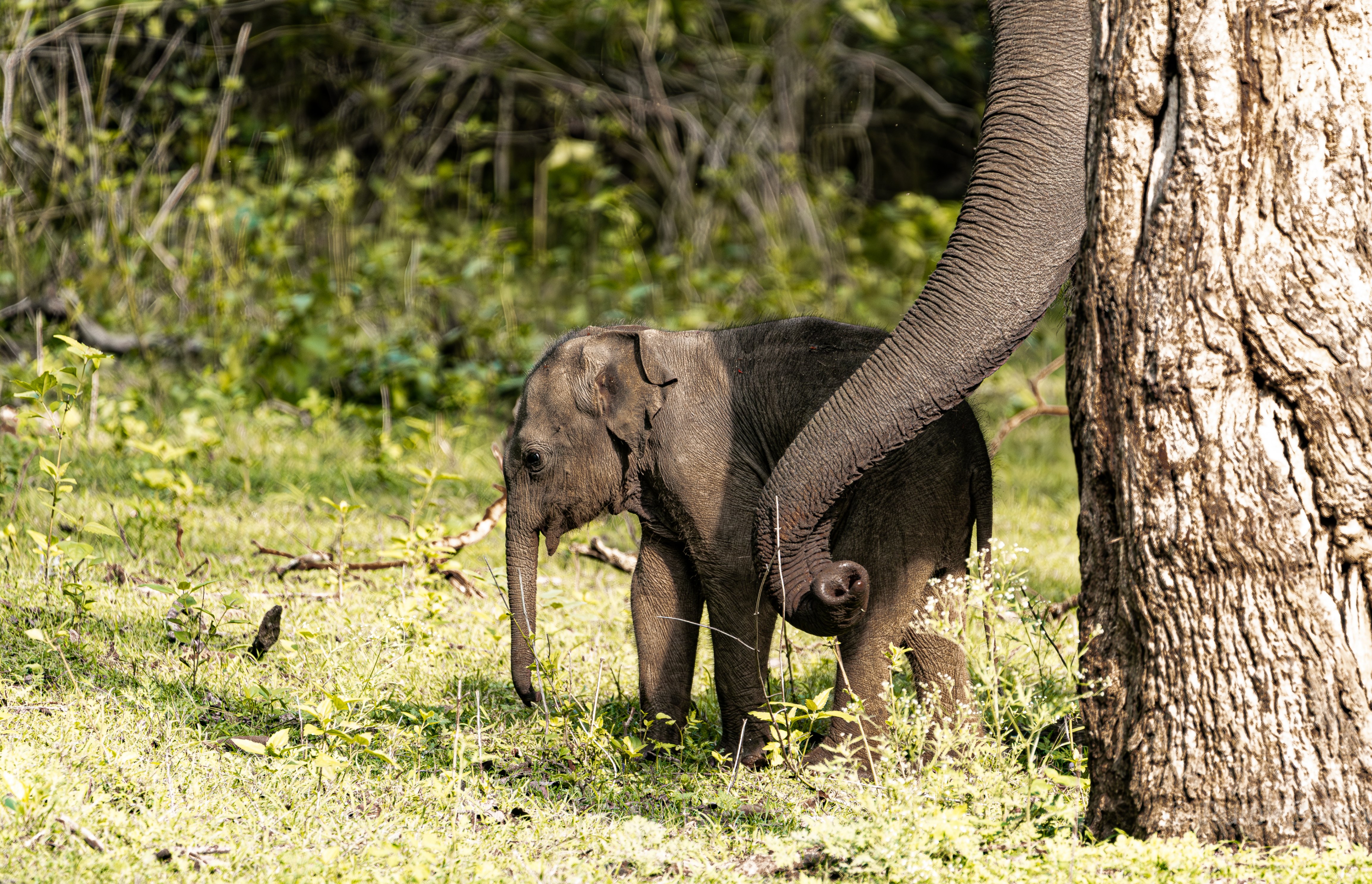 Suppport for the baby